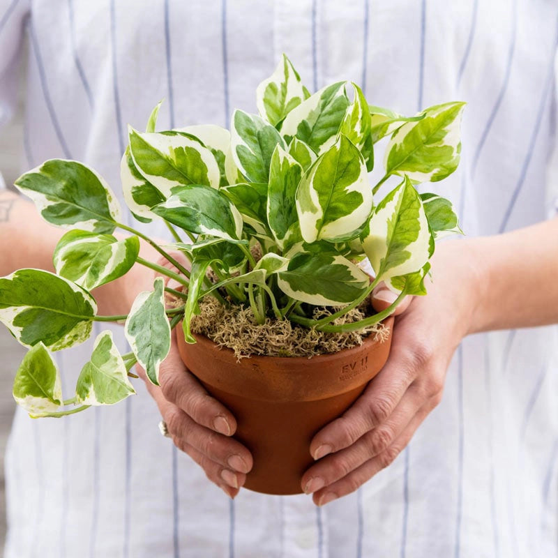 variété pothos Variegated Pothos