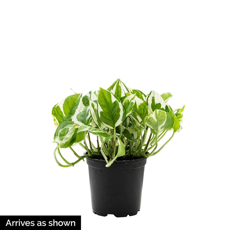 vegetated pothos Variegated Pothos