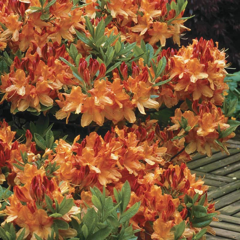 Arneson Gem Azalea