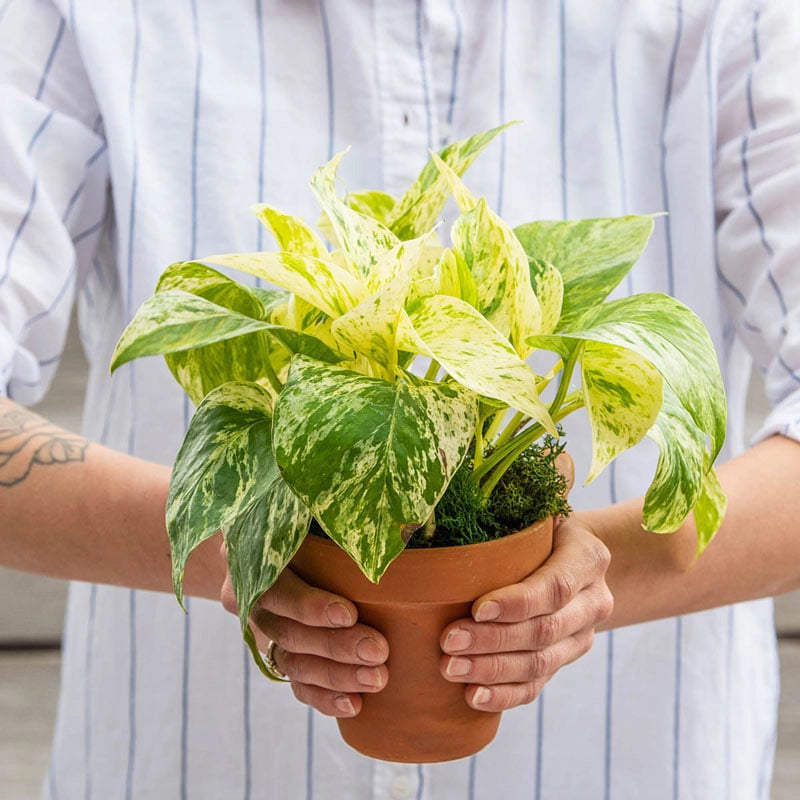 Marble Queen Pothos