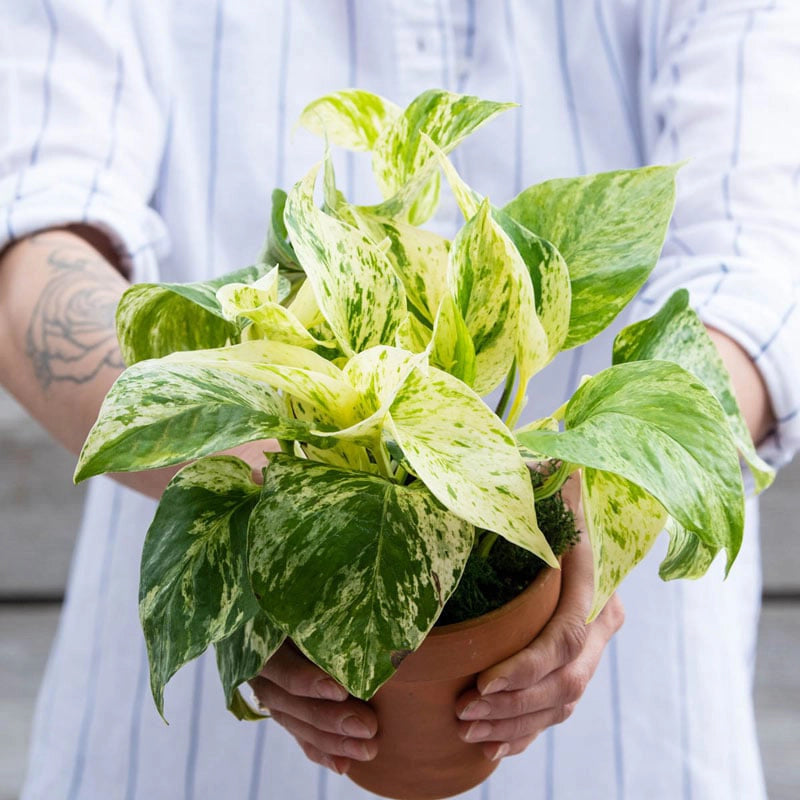 marble pothos light requirements Marble Queen Pothos