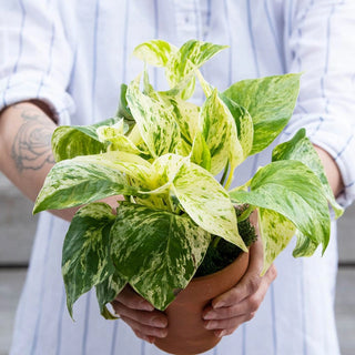 Marble Queen Pothos