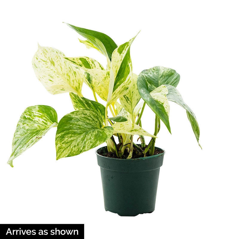 marble queen pothos light requirements Marble Queen Pothos | Low-Light Houseplants