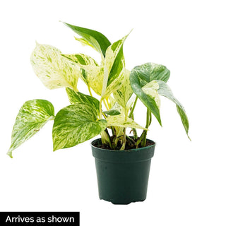 Marble Queen Pothos