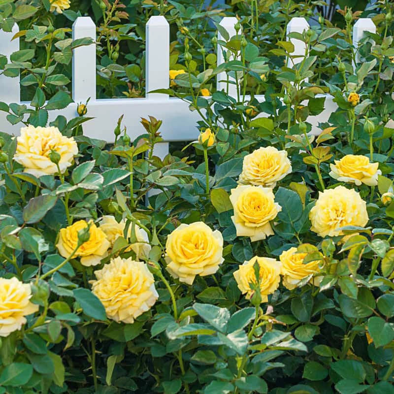 Shrubs That Go With Roses How To Grow Roses Plant Guide | Garden
