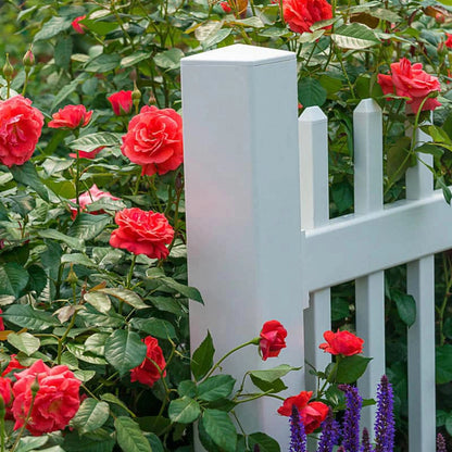 Coral Freedom Rose - Buy Rose Shrubs | Spring Hill Nurseries – Spring ...