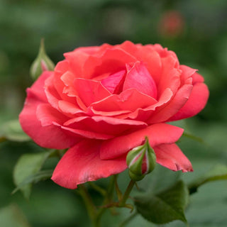 Freedom Rose Sampler