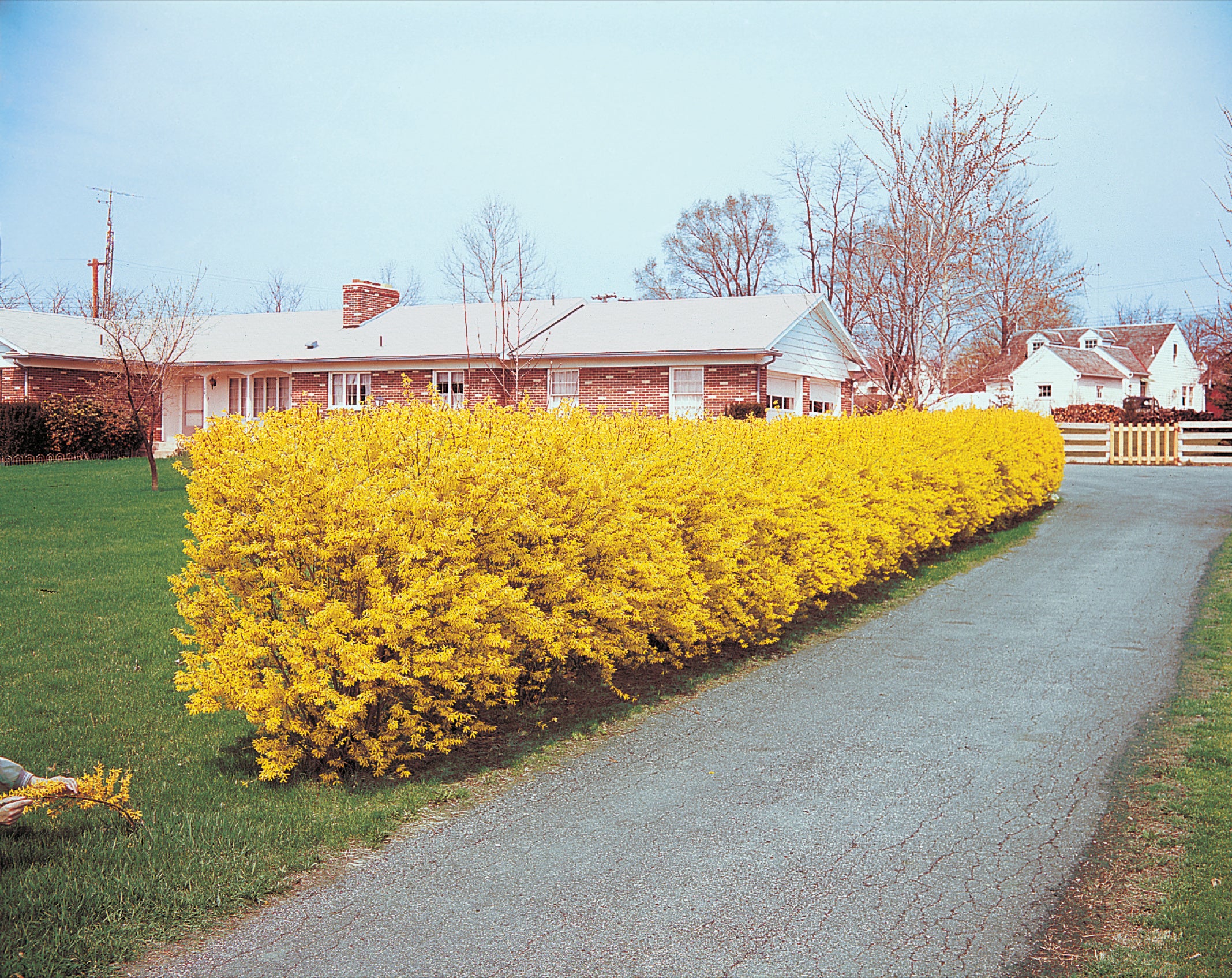 Lynwood Gold Forsythia | Spring Hill Nurseries