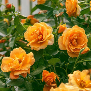 Freedom Rose Sampler