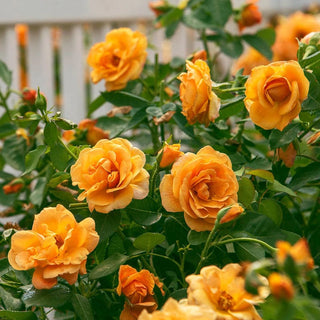 Orange Freedom Rose