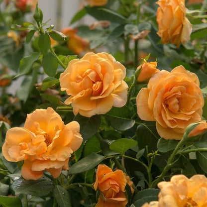 Orange Freedom Rose
