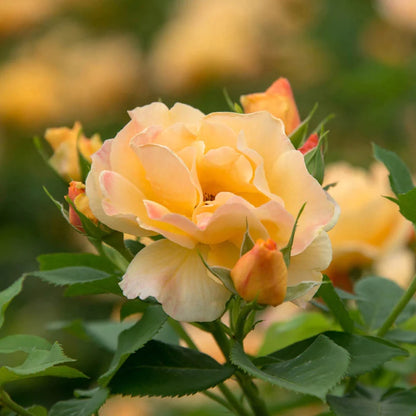 Orange Roses for Sale - Orange Freedom Rose | Spring Hill – Spring Hill ...