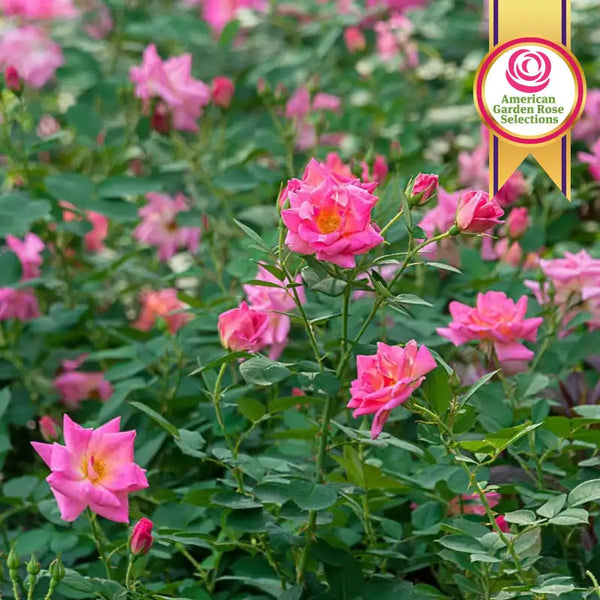 Pink Freedom Rose | Spring Hill Nurserie