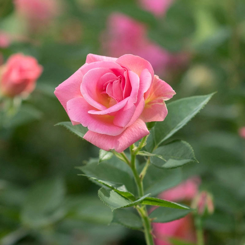 Pink Freedom Rose | Spring Hill Nurserie – Spring Hill Nursery