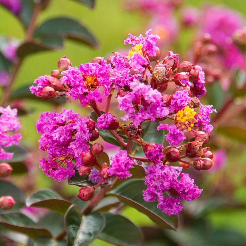 Northern Belle Hardy Fuchsia Crape Myrtle