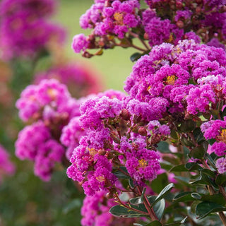 Northern Belle Hardy Fuchsia Crape Myrtle