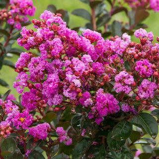 Northern Belle Hardy Fuchsia Crape Myrtle