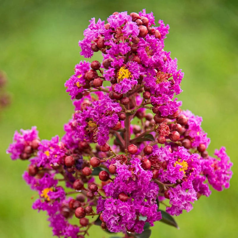 Northern Belle Hardy Magenta Crape Myrtle