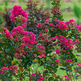 Northern Belle Hardy Watermelon Crape Myrtle