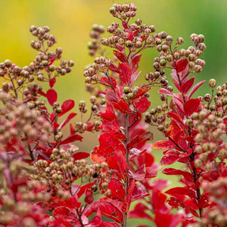 Northern Belle Hardy Watermelon Crape Myrtle