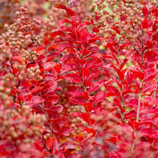 Northern Belle Hardy Watermelon Crape Myrtle