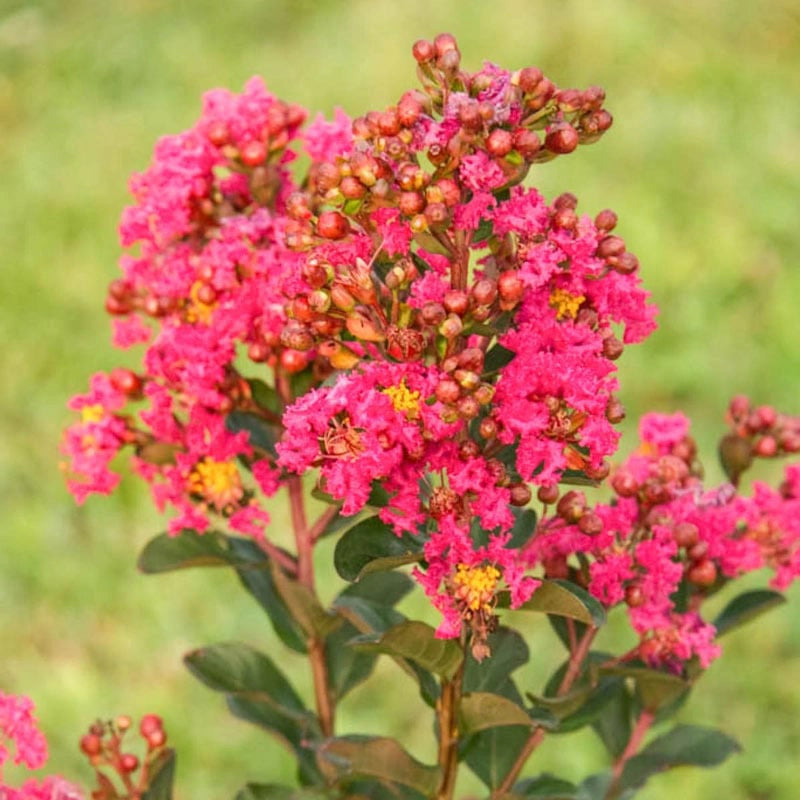 Northern Belle Hardy Hot Pink Crape Myrtle