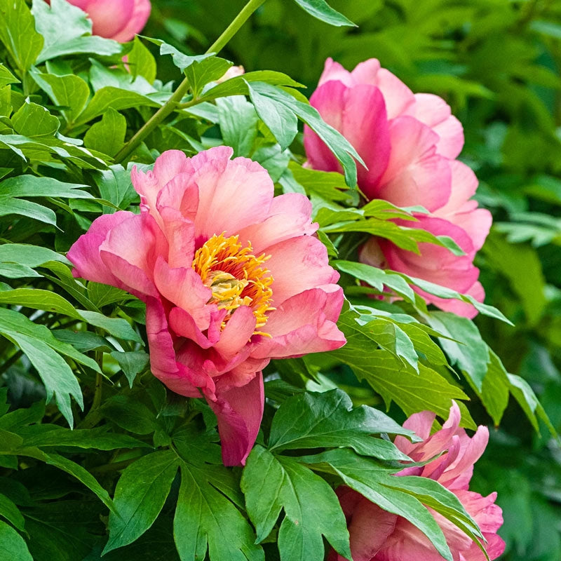 Magical Mystery Tour Itoh Peony