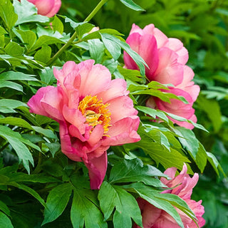 Magical Mystery Tour Itoh Peony