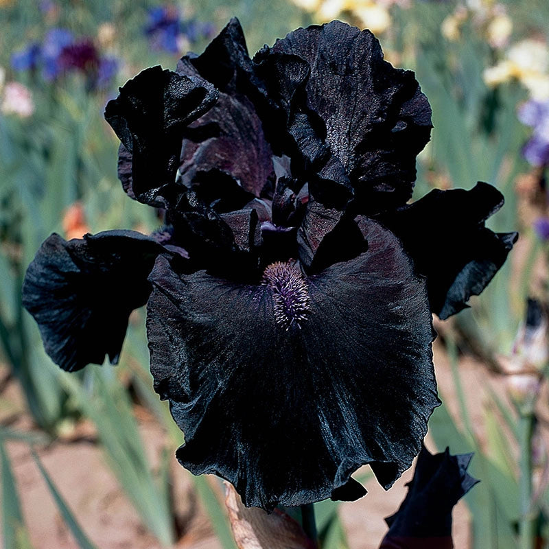 Midnight Oil German Iris