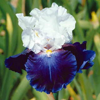 Captain's Choice Reblooming German Iris