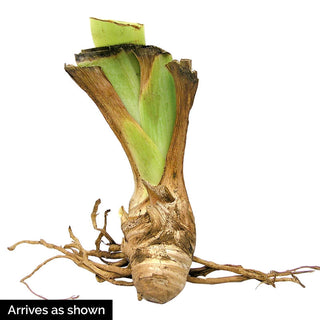 Captain's Choice Reblooming German Iris