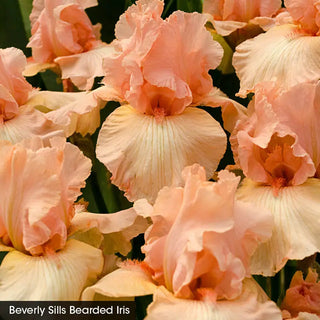Reblooming Iris Collection