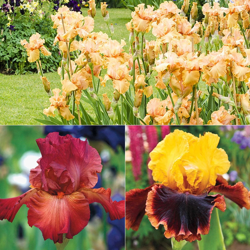 Spicy Hot Iris Collection