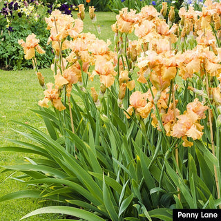 Spicy Hot Iris Collection