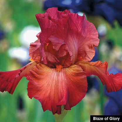 Spicy Hot Iris Collection