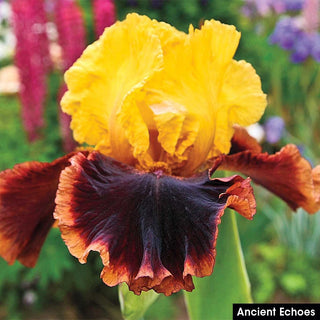 Spicy Hot Iris Collection