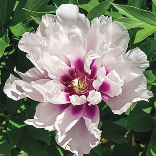 Cora Louise Itoh Peony