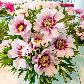 Cora Louise Itoh Peony