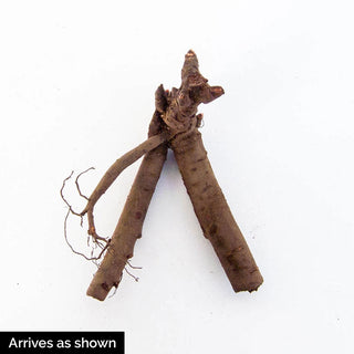 Cora Louise Itoh Peony