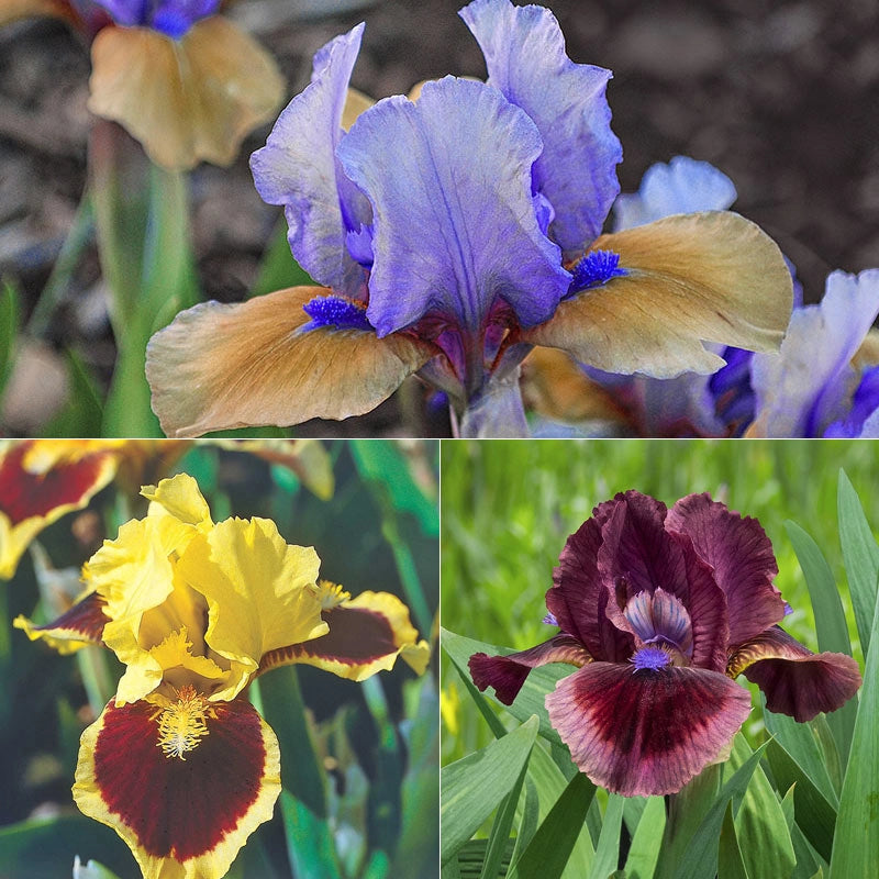 Small but Mighty Iris Collection
