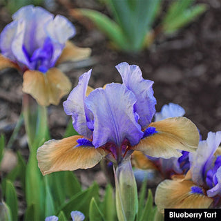 Small but Mighty Iris Collection