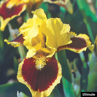 Small but Mighty Iris Collection