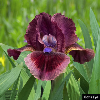 Small but Mighty Iris Collection