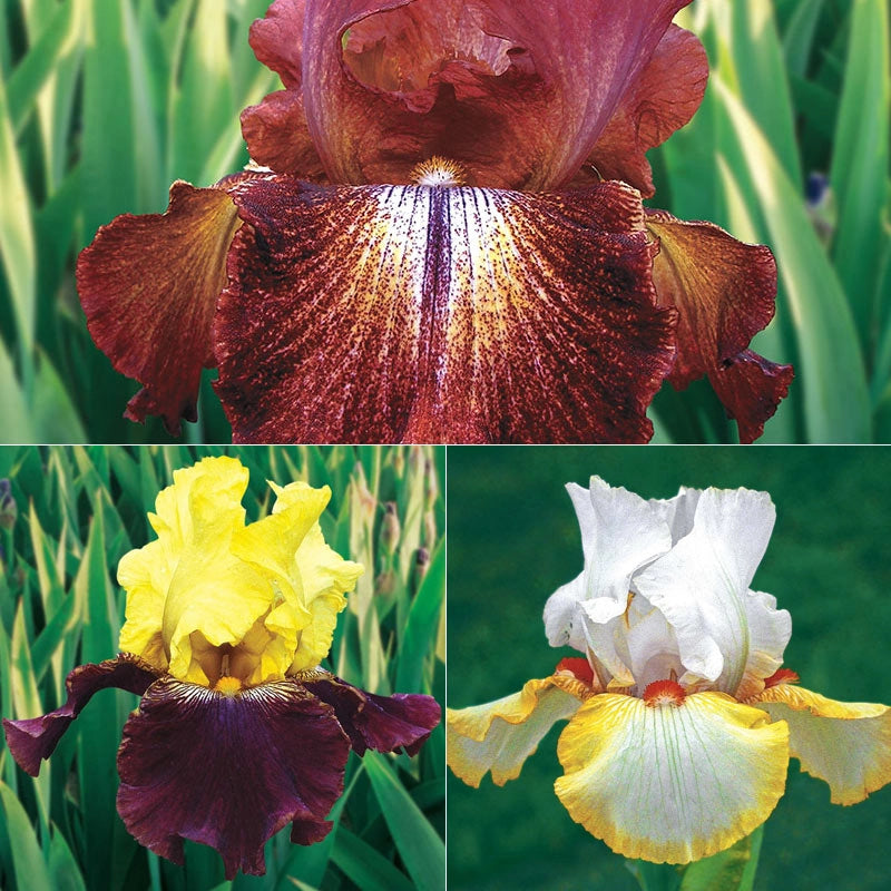 German Iris Reblooming Mix