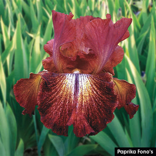 German Iris Reblooming Mix