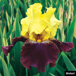 German Iris Reblooming Mix