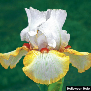 German Iris Reblooming Mix
