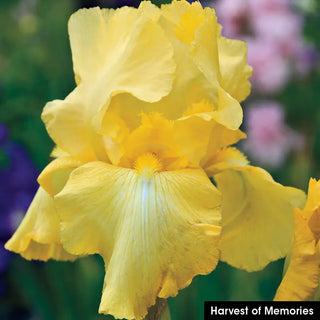Reblooming Iris Collection