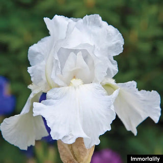 Reblooming Iris Collection