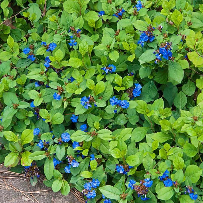 Plumbago